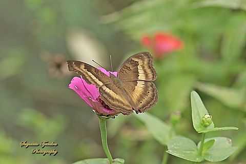 The Chocolate Pansy Butterfly, Junonia Iphita  Chocolate soldier,Geotagged,Indonesia,Junonia iphita,Spring