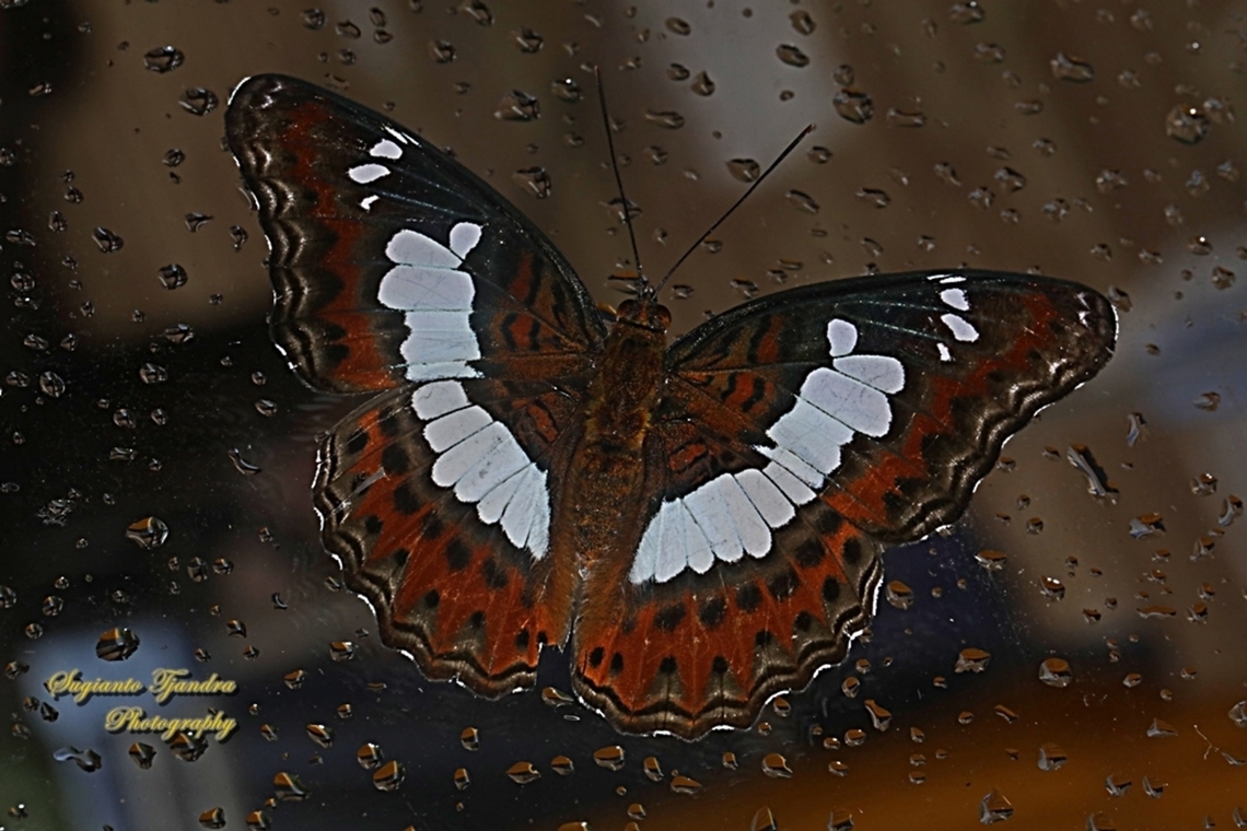 The Commander, Moduza procris ssp neutra  Commander,Geotagged,Indonesia,Moduza procris,Spring