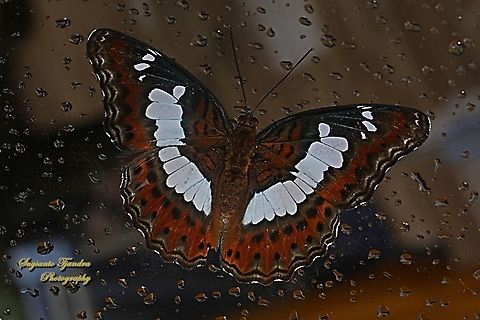 The Commander, Moduza procris ssp neutra  Commander,Geotagged,Indonesia,Moduza procris,Spring