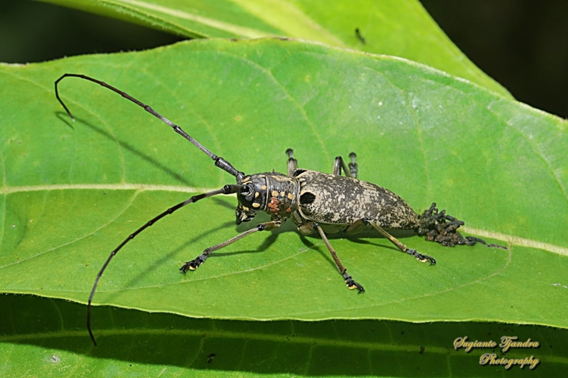 Longhorn beetle, Epepeotes luscus, family Cerambycidae  Epepeotes luscus,Geotagged,Indonesia,Spring