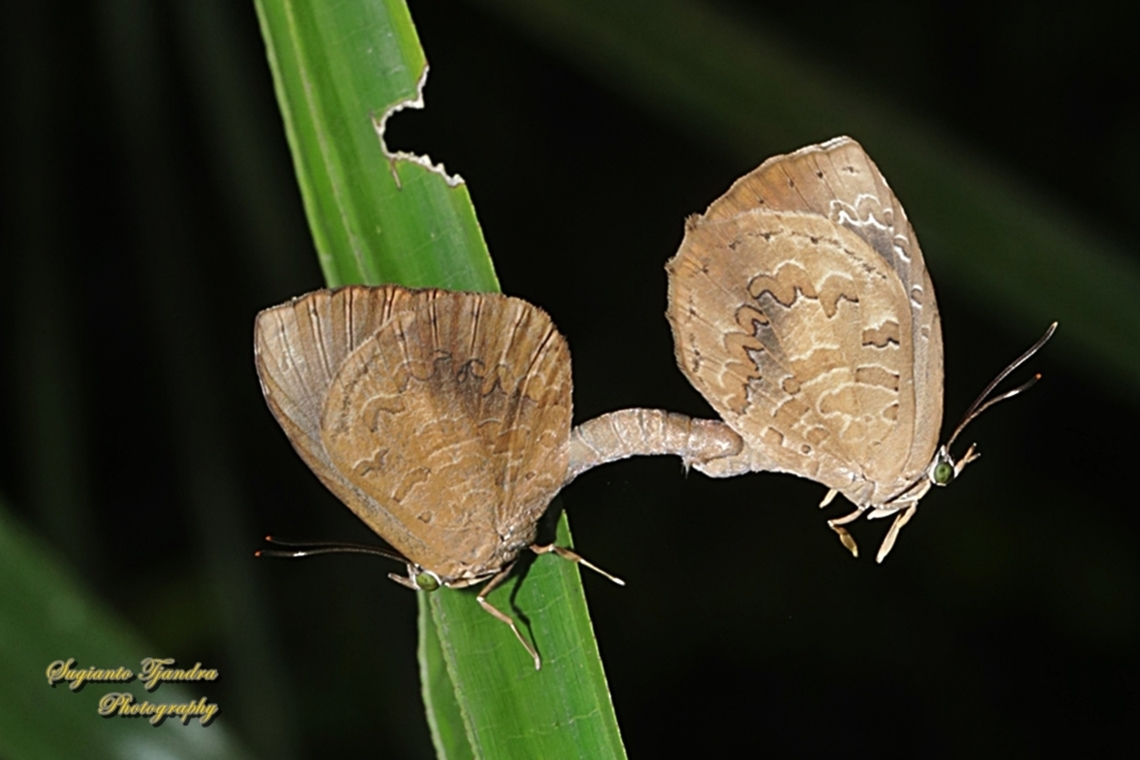 Round-band Brownie, Miletus gopara gopara, family Lycaenidae "mating"  Geotagged,Indonesia,Spring