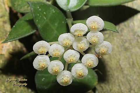 Hoya Lacunosa flowers  Geotagged,Hoya lacunosa,Indonesia,Spring