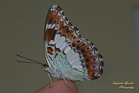 The Commander, Moduza procris ssp neutra - lowerside  Commander,Geotagged,Indonesia,Moduza procris,Spring