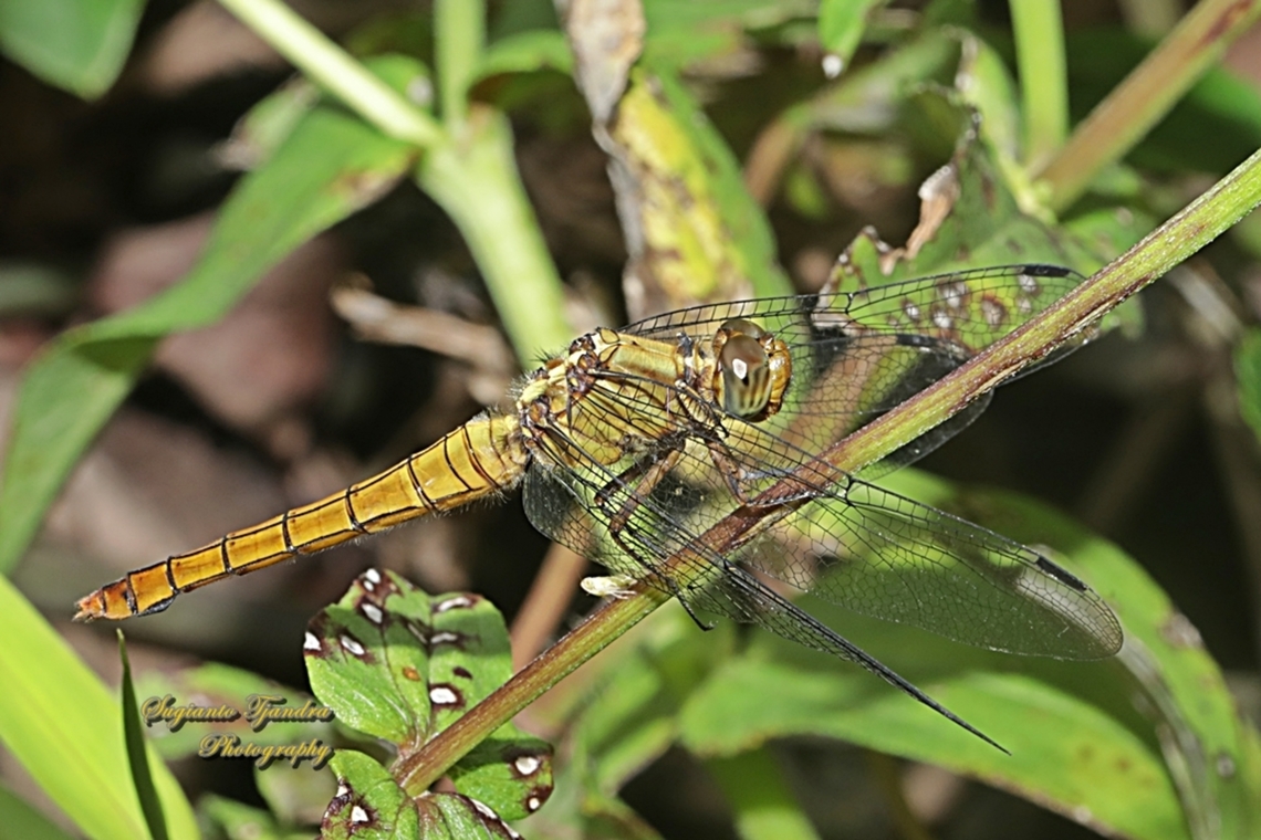 Crimson Dropwing Dragonfly, Orthetrum testaceum, family Libellulidae - Female  Geotagged,Indonesia,Orange Skimmer,Orthetrum testaceum,Spring