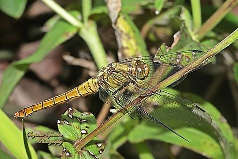 Crimson Dropwing Dragonfly, Orthetrum testaceum, family Libellulidae - Female  Geotagged,Indonesia,Orange Skimmer,Orthetrum testaceum,Spring