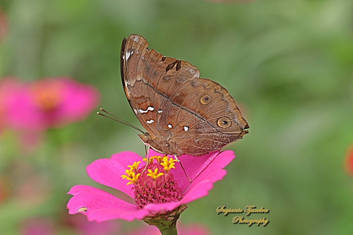 Autumn leaf butterfly, Doleschallia bisaltide  Autumn leaf,Doleschallia bisaltide,Geotagged,Indonesia,Spring
