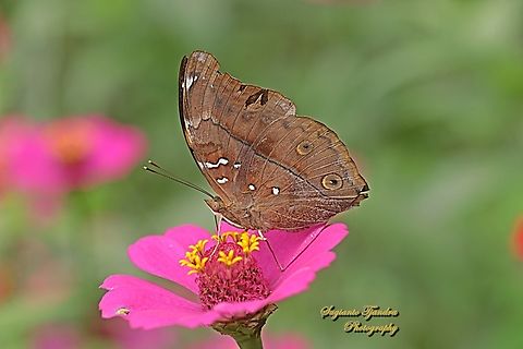 Autumn leaf butterfly, Doleschallia bisaltide  Autumn leaf,Doleschallia bisaltide,Geotagged,Indonesia,Spring