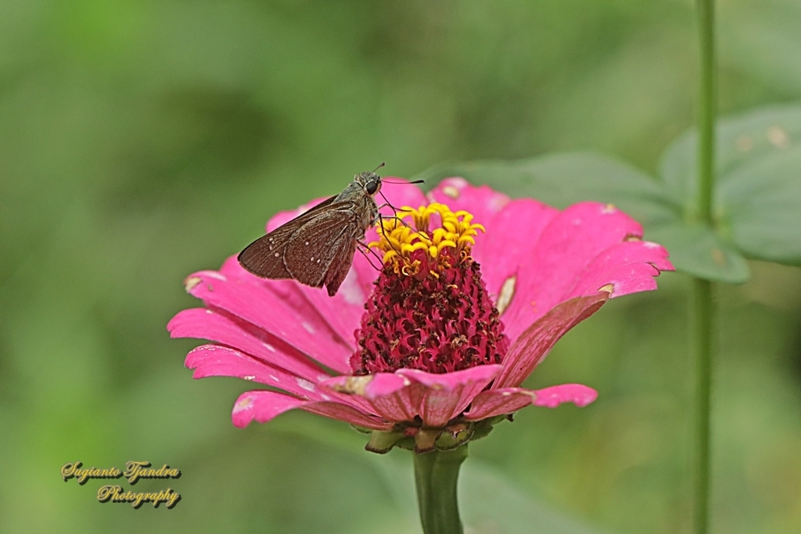 Skipper Butterfly, the conjoined swift, Pelopidas conjunctus conjunctus  Geotagged,Indonesia,Spring