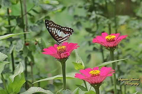 Common Jay, Graphium doson ssp evemonides  Common Jay,Geotagged,Graphium doson,Indonesia,Spring
