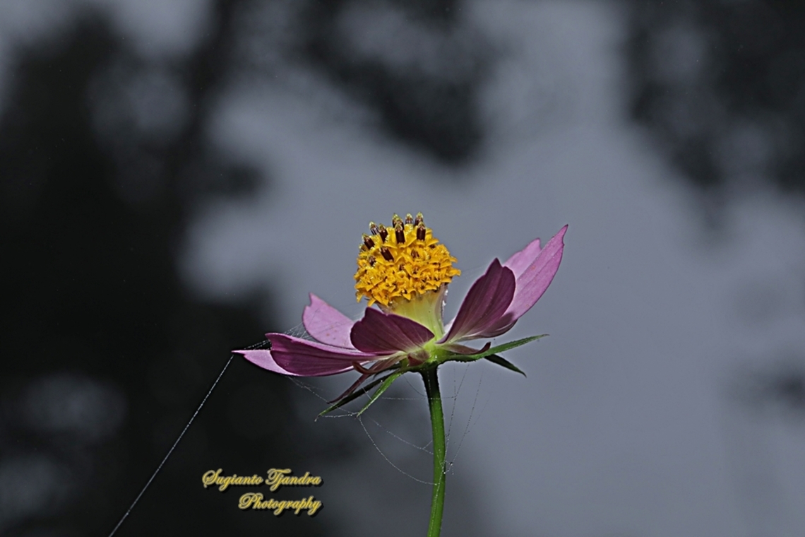 Bunga Kenikir Ungu (Cosmos caudatus)  Cosmos caudatus,Geotagged,Indonesia,Kenikir,Spring