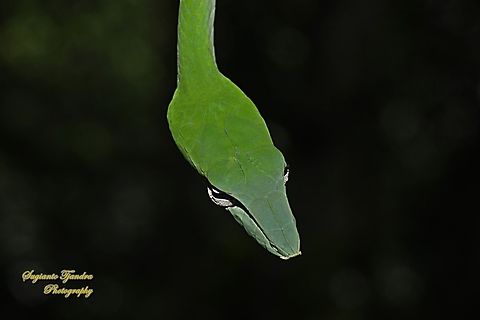 Oriental whip-snake, Ahaetulla prasina  Ahaetulla prasina,Geotagged,Indonesia,Spring