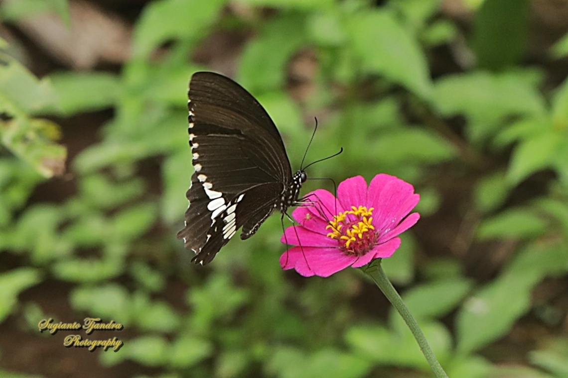 Common Mormon Butterfly, Papilio polytes javanus - male  Common Mormon,Geotagged,Indonesia,Papilio polytes,Spring