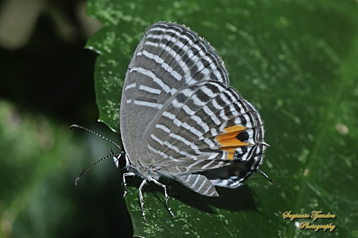 Malaccan cerulean Butterfly, Jamides malaccanus, family Lycaenidae  Geotagged,Indonesia,Jamides malaccanus,Spring