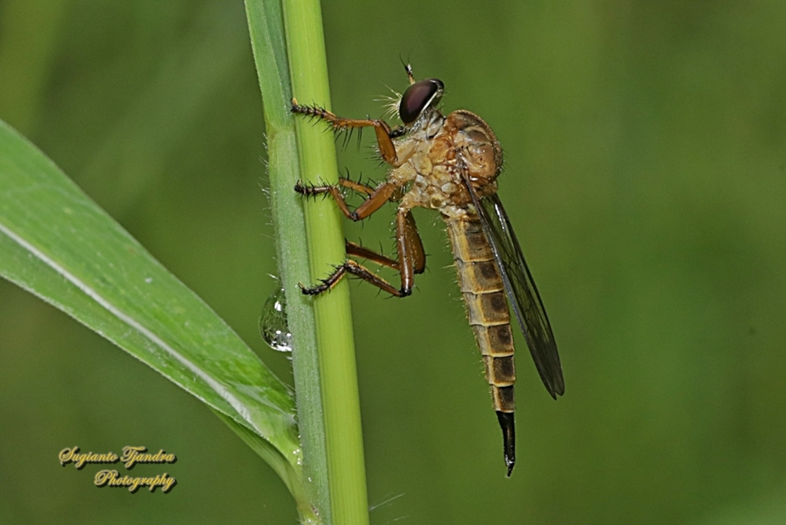 Asilidae Robber fly, subfamily Asilinae  Geotagged,Indonesia,Spring