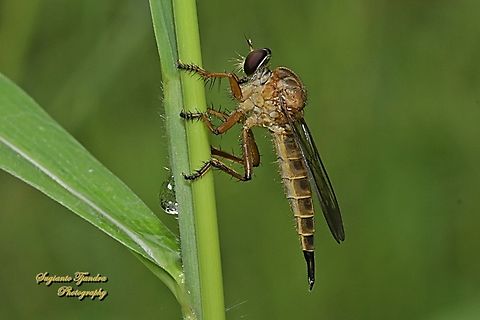 Asilidae Robber fly, subfamily Asilinae  Geotagged,Indonesia,Spring