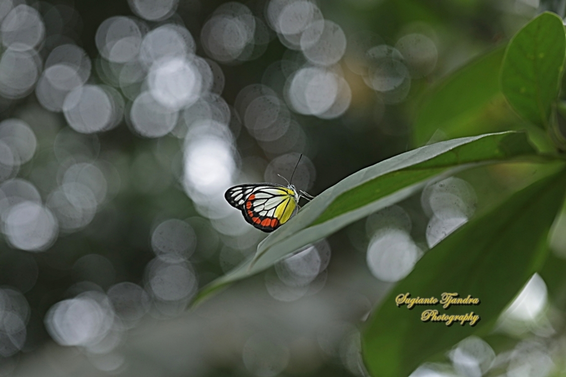 The Painted Jezebel, Delias hyparete ssp hyparete  Delias hyparete,Geotagged,Indonesia,Painted Jezebel,Spring