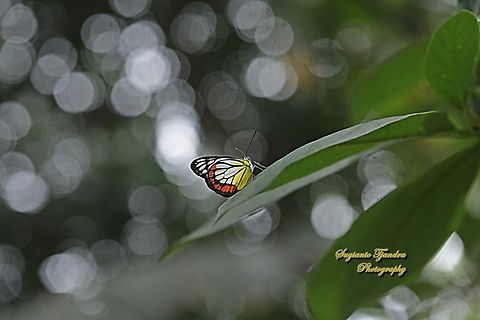 The Painted Jezebel, Delias hyparete ssp hyparete  Delias hyparete,Geotagged,Indonesia,Painted Jezebel,Spring