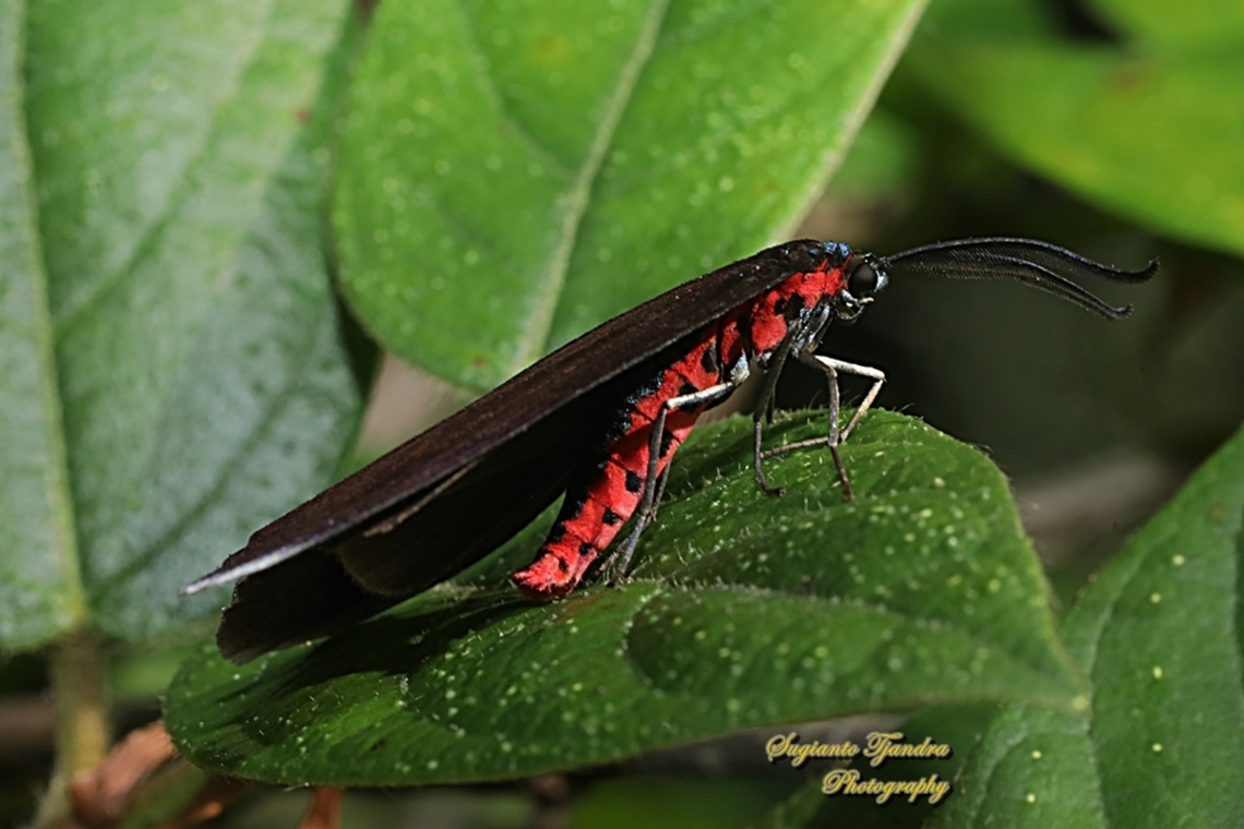 Zygaenid Moth, Histia flabellicornis, family Zygaenidae  Geotagged,Histia flabellicornis,Indonesia,Spring
