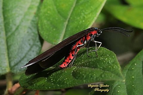 Zygaenid Moth, Histia flabellicornis, family Zygaenidae  Geotagged,Histia flabellicornis,Indonesia,Spring