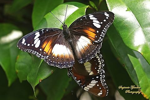 Great eggfly, Hypolimnas bolina ssp bolina - mating  Geotagged,Hypolimnas bolina,Indonesia,Spring,Varied Eggfly
