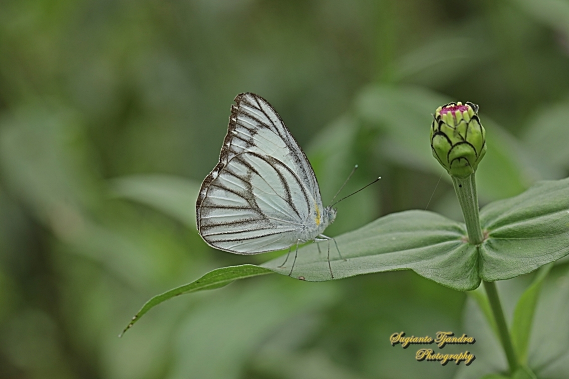 Striped Albatross Butterfly, Appias olferna olferna  Appias olferna,Eastern striped albatross,Geotagged,Indonesia,Spring