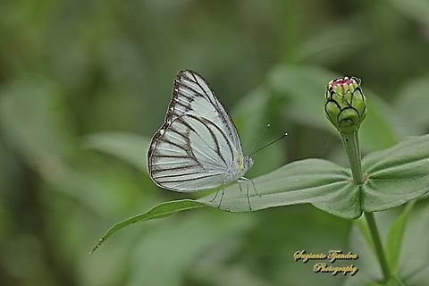 Striped Albatross Butterfly, Appias olferna olferna  Appias olferna,Eastern striped albatross,Geotagged,Indonesia,Spring
