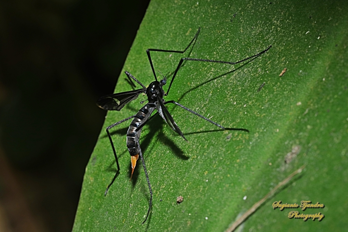 Crane fly, Hexatoma sp (family Limoniidae)  Geotagged,Indonesia,Spring