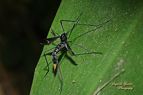 Crane fly, Hexatoma sp (family Limoniidae)  Geotagged,Indonesia,Spring