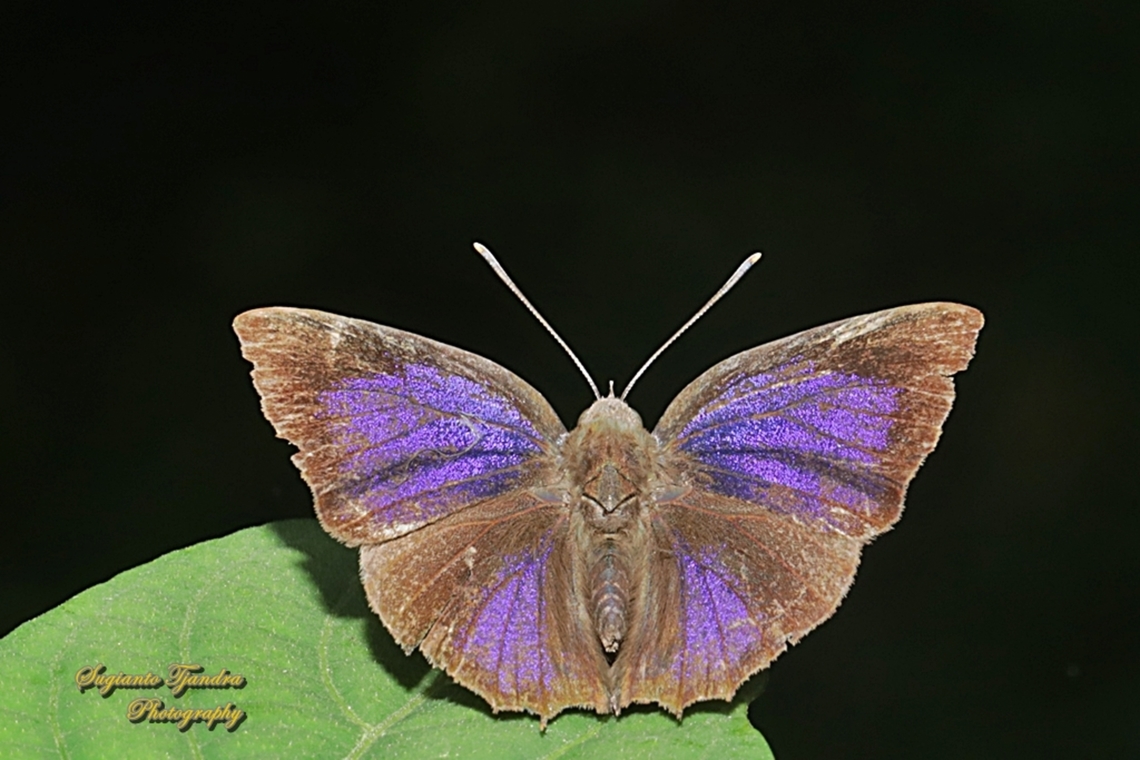 Acacia blue butterfly, Surendra vivarna vivarna, family Lycaenidae "upperside"  Acacia blue,Geotagged,Indonesia,Spring,Surendra vivarna