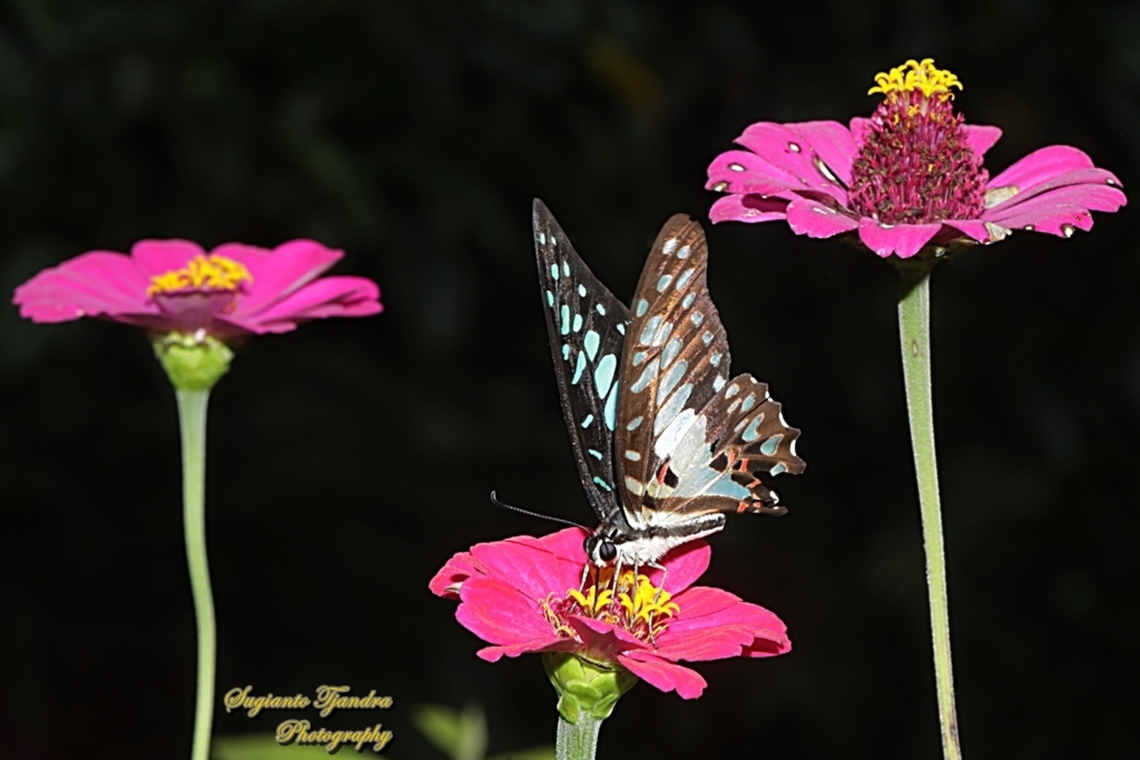 Common Jay, Graphium doson ssp evemonides "sucking nectar"  Common Jay,Geotagged,Graphium doson,Indonesia,Spring