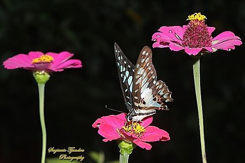 Common Jay, Graphium doson ssp evemonides "sucking nectar"  Common Jay,Geotagged,Graphium doson,Indonesia,Spring