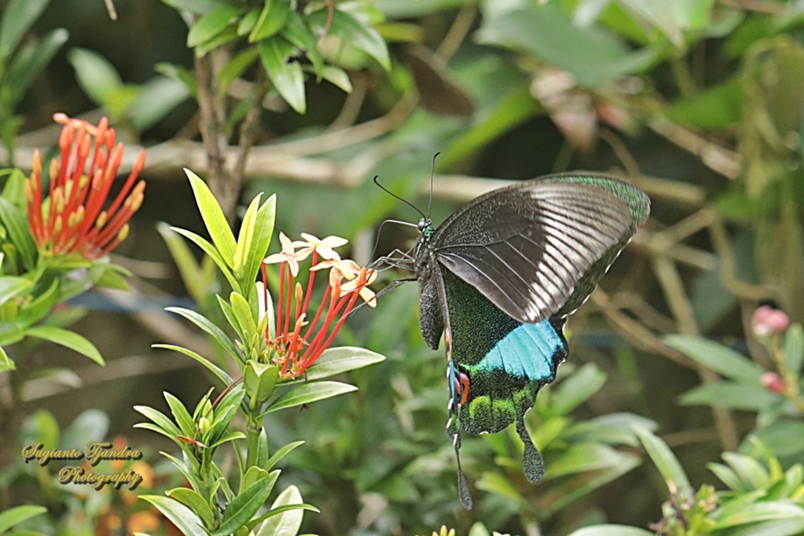 The Jungle Jade, Papilio karna ssp karna  Geotagged,Indonesia,Jungle Jade Swallowtail,Papilio karna,Spring