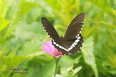 Common Mormon (Pastur Biasa) Butterfly, Papilio polytes javanus - male  Common Mormon,Geotagged,Indonesia,Papilio polytes,Spring