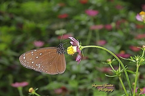 Striped Blue Crow, Euploea mulciber ssp basilissa - male  Euploea mulciber,Geotagged,Indonesia,Spring,Striped Blue Crow