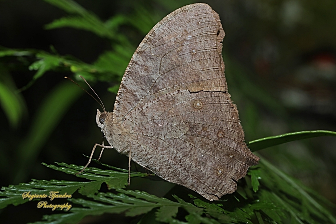 Common evening brown/Senja Umum, Melanitis leda ssp lacrima  Common evening brown,Geotagged,Indonesia,Melanitis leda,Spring