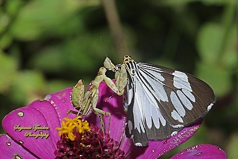 A jeweled flower mantis nymph (Creobroter gemmatus) is preying a marbled white moth  Creobroter gemmatus,Geotagged,Indonesia,Jeweled Flower Mantis,Spring