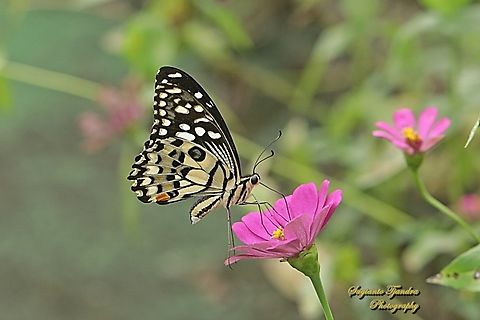 Common Lime Swallowtail butterfly (Ekor walet jeruk), Papilio demoleus  Geotagged,Indonesia,Lime Swallowtail,Papilio demoleus,Spring