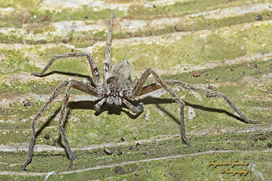 Giant Hauntsman spider, family Heteropoda  Geotagged,Indonesia,Spring