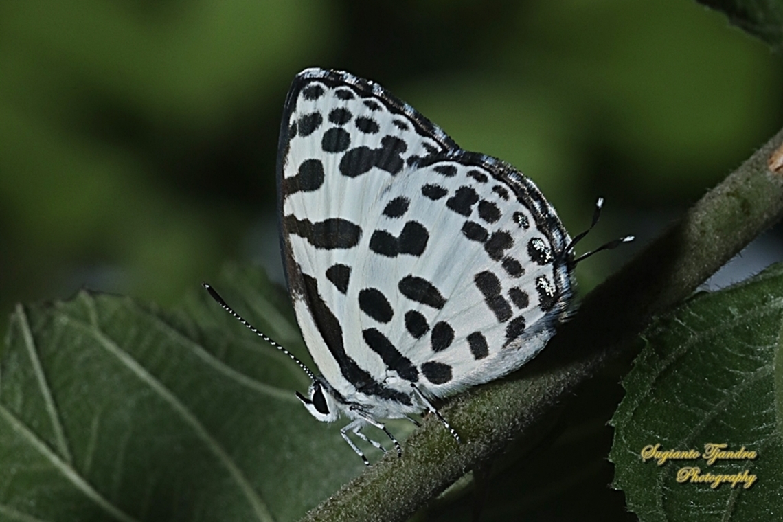 Common Pierrot, Castalius rosimon  Castalius rosimon,Common Pierrot,Geotagged,Indonesia,Spring