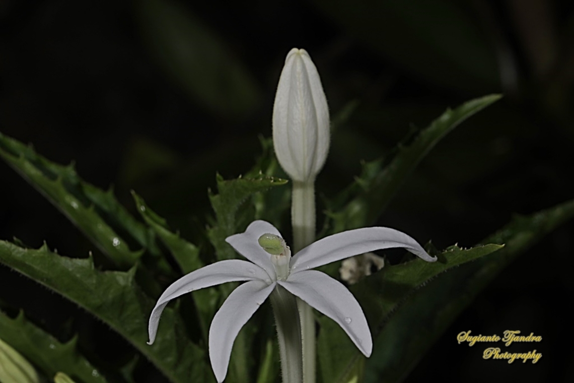 Kitolod - Star of Bethlehem flower (Hippobroma longiflora)  Geotagged,Hippobroma longiflora,Indonesia,Star of Bethlehem,Summer