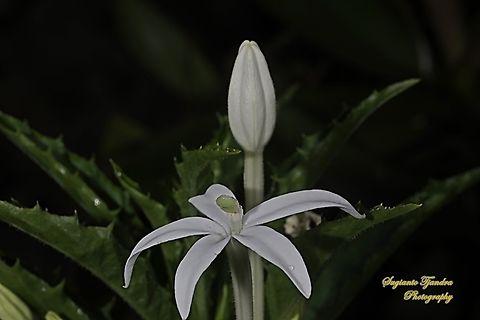 Kitolod - Star of Bethlehem flower (Hippobroma longiflora)  Geotagged,Hippobroma longiflora,Indonesia,Star of Bethlehem,Summer