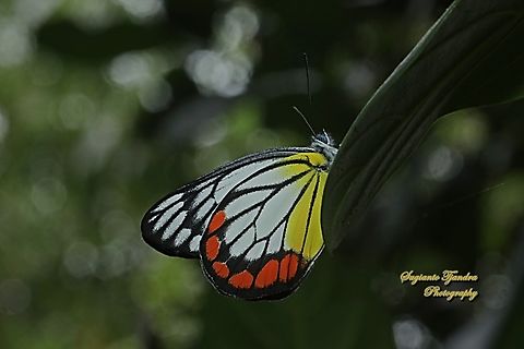 The Painted Jezebel, Delias hyparete ssp hyparete  Delias hyparete,Geotagged,Indonesia,Painted Jezebel,Spring
