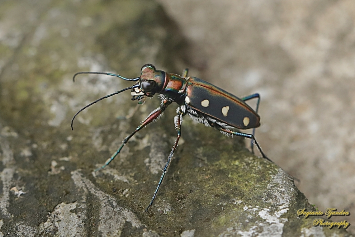 Golden-spotted Tiger Beetle, Cicindela aurulenta ssp aurelenta, family Carabidae  Cosmodela aurulenta,Geotagged,Golden-spotted tiger beetle,Indonesia,Spring
