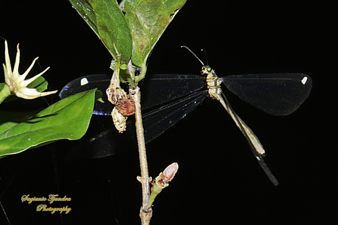 Pit-trapping Antlions, Tribe Myrmeleontini, Myrmeleontidae  Geotagged,Indonesia,Spring
