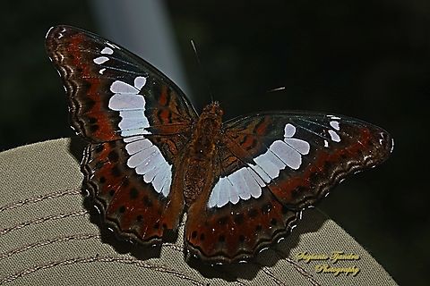 Komandan/The Commander, Moduza procris ssp neutra - upperside  Commander,Geotagged,Indonesia,Moduza procris,Spring