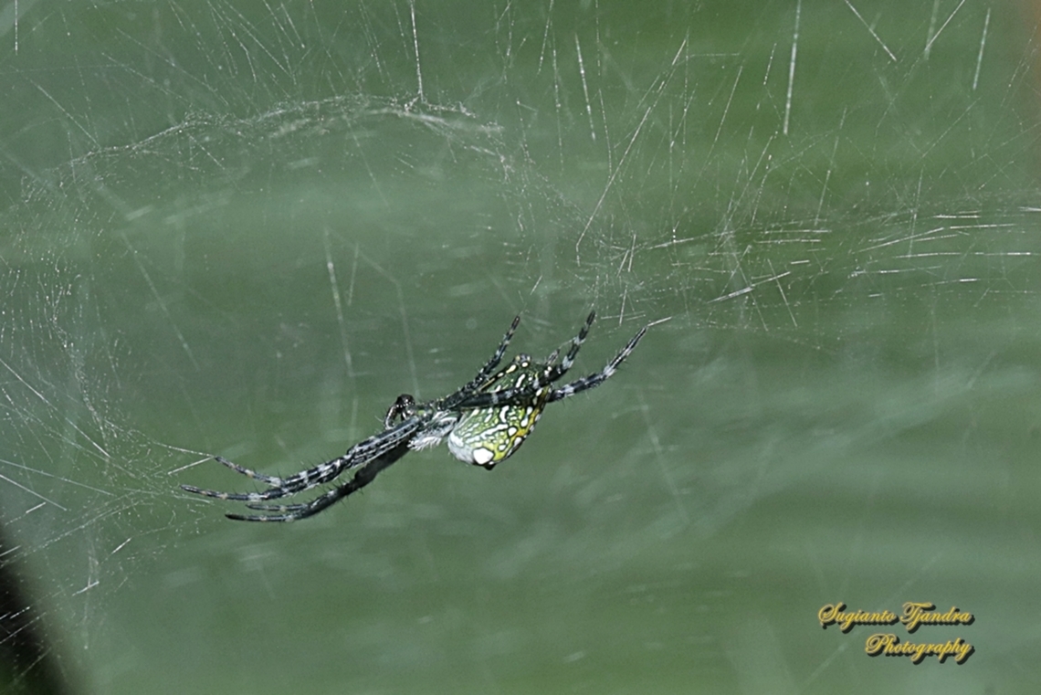 The Dome Tent-web spider (Cyrtophora moluccensis)  Cyrtophora moluccensis,Dome Tent Spider,Geotagged,Indonesia,Spring