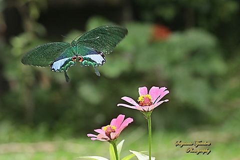 Kupu-kupu Ekor Walet Giok Hutan/The Jungle Jade, Papilio karna ssp karna "flying off"  Geotagged,Indonesia,Jungle Jade Swallowtail,Papilio karna,Spring