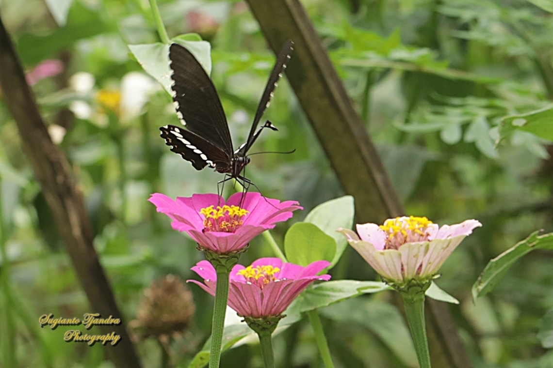 Common Mormon (Pastur Biasa) Butterfly, Papilio polytes javanus - male  Common Mormon,Geotagged,Indonesia,Papilio polytes,Spring