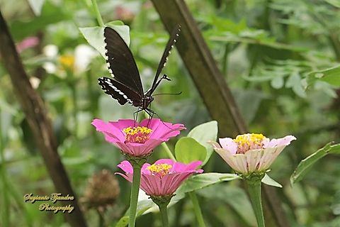 Common Mormon (Pastur Biasa) Butterfly, Papilio polytes javanus - male  Common Mormon,Geotagged,Indonesia,Papilio polytes,Spring