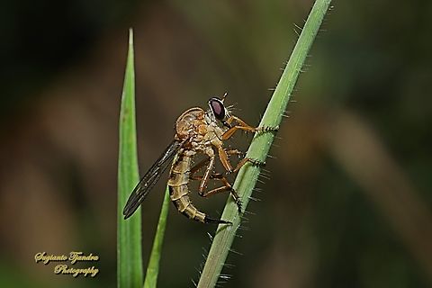 Asilidae Robber fly, subfamily Asilinae  Geotagged,Indonesia,Spring
